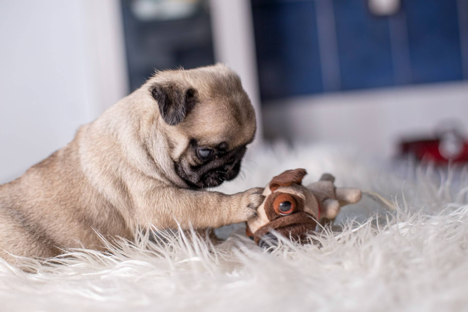 Gift Ideas for Pet Lovers Beyond the Obvious: Unique Presents for 2025